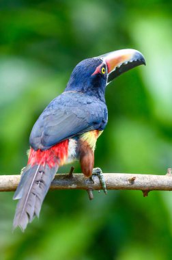 Guaina Kolombiya. Büyük ve inanılmaz dağ. 