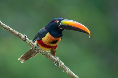 Ateşli gagalı Aracari - Pteroglossus frantzii bir Toucan 'dır. Sadece güney Kosta Rika ve batı Panama 'nın Pasifik yamaçlarında ürerler.