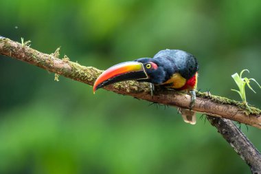 Ateşli gagalı Aracari - Pteroglossus frantzii bir Toucan 'dır. Sadece güney Kosta Rika ve batı Panama 'nın Pasifik yamaçlarında ürerler.