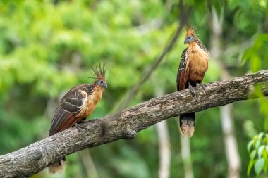 Güney Amerika, Peru 'daki Sandoval Gölü' ndeki Amazon yağmur ormanlarında büyüyen armalı Hoatzin (Opisthocomus hoazin).