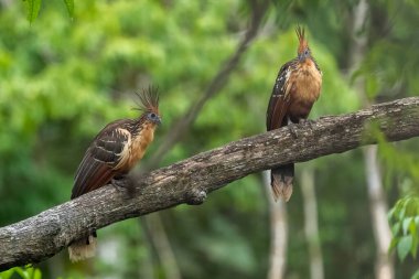Güney Amerika, Peru 'daki Sandoval Gölü' ndeki Amazon yağmur ormanlarında büyüyen armalı Hoatzin (Opisthocomus hoazin).