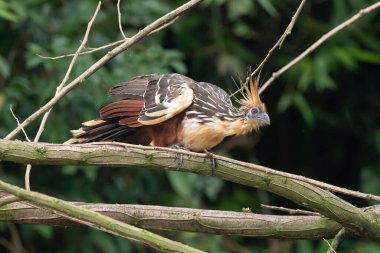 Güney Amerika, Peru 'daki Sandoval Gölü' ndeki Amazon yağmur ormanlarında büyüyen armalı Hoatzin (Opisthocomus hoazin).