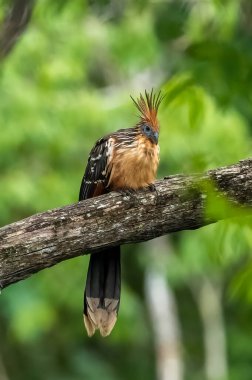 Güney Amerika, Peru 'daki Sandoval Gölü' ndeki Amazon yağmur ormanlarında büyüyen armalı Hoatzin (Opisthocomus hoazin).