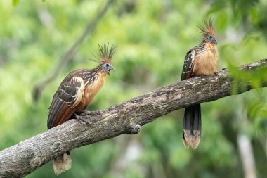 Güney Amerika, Peru 'daki Sandoval Gölü' ndeki Amazon yağmur ormanlarında büyüyen armalı Hoatzin (Opisthocomus hoazin).