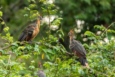 Güney Amerika, Peru 'daki Sandoval Gölü' ndeki Amazon yağmur ormanlarında büyüyen armalı Hoatzin (Opisthocomus hoazin).