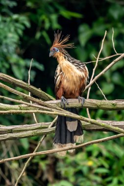 Güney Amerika, Peru 'daki Sandoval Gölü' ndeki Amazon yağmur ormanlarında büyüyen armalı Hoatzin (Opisthocomus hoazin).