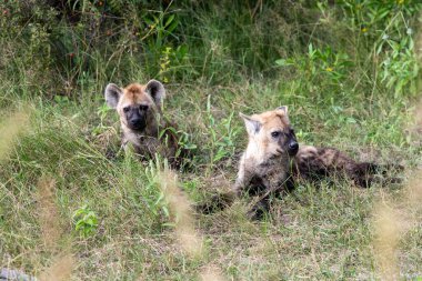 Sırtlan, ayrıntılı portre. Benekli sırtlan, Crocuta timsahı, su birikintisinin yanında kızgın hayvan, ağaçlı karanlık orman. Doğadaki hayvanlar, Okavango, Botswana. Vahşi yaşam Afrika.