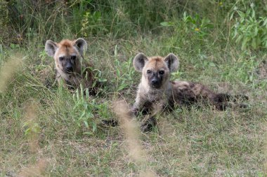 Sırtlan, ayrıntılı portre. Benekli sırtlan, Crocuta timsahı, su birikintisinin yanında kızgın hayvan, ağaçlı karanlık orman. Doğadaki hayvanlar, Okavango, Botswana. Vahşi yaşam Afrika.