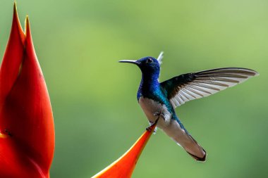 Green Violet-ear hummingbird (Colibri thalassinus) in flight isolated on a green background in Costa Rica