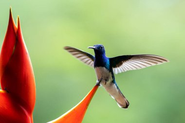 Green Violet-ear hummingbird (Colibri thalassinus) in flight isolated on a green background in Costa Rica