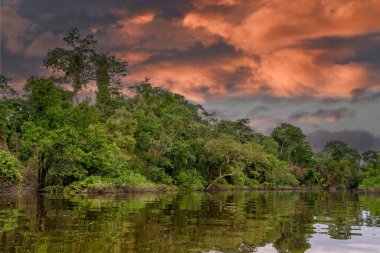 Amazon yağmur ormanları mükemmel ve güneşli bir günde