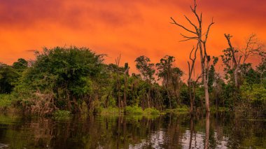 Amazon yağmur ormanları mükemmel ve güneşli bir günde