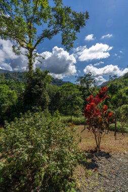 Kosta Rika 'nın güzel yağmur ormanları Güney Amerika.
