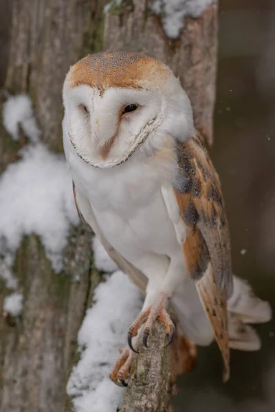 Barn Owl Tyto Alba 是分布最广的猫头鹰种类 也是所有鸟类中分布最广的一种 除了极地和沙漠地区外 几乎在世界任何地方都能找到 — 图库照片