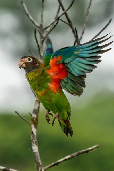 棕色头鹦鹉 先锋河 浅绿色鹦鹉的画像与棕色头 来自中美洲的鸟类的详细特写镜头 来自热带自然的野生动物场景 — 图库照片