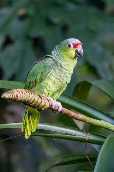 Red Lored Parrot Amazona Autumnalis Portrait Light Green Parrot Red — Stock Photo, Image