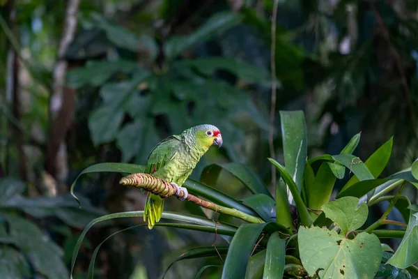 Red Lored Parrot Amazona Autumnalis Portrait Light Green Parrot Red — Stock Photo, Image