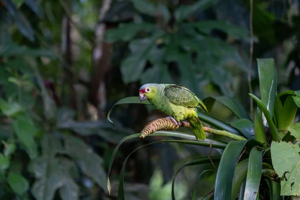 Red Lored Parrot Amazona Autumnalis Portrait Light Green Parrot Red — Stock Photo, Image