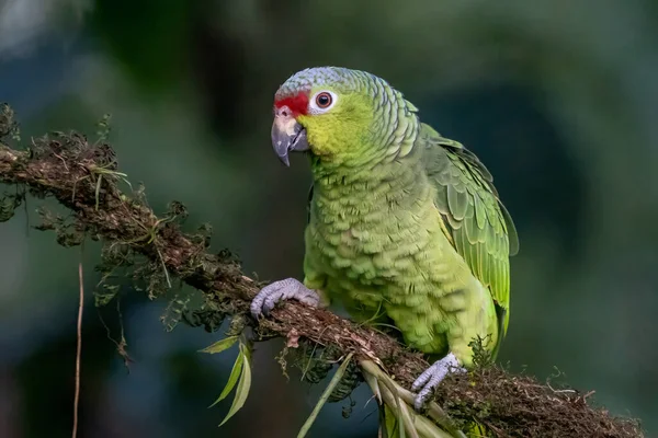 Red Lored Parrot Amazona Autumnalis Portrait Light Green Parrot Red — Stock Photo, Image