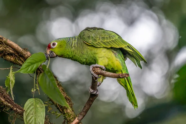 Amazone Tête Rouge Amazona Autumnalis Portrait Perroquet Vert Clair Tête — Photo