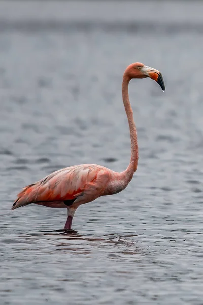 Flamingos Flamingoes Type Wading Bird Family Phoenicopteridae Only Bird Family — Stock Photo, Image