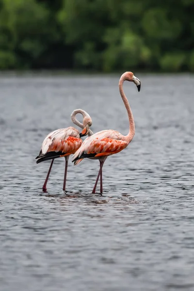 Flamingor Eller Flamingor Typ Vadande Fågel Familjen Phoenicopteridae Den Enda — Stockfoto
