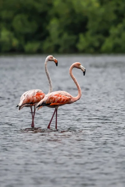 Фламинго Фламинго Являются Разновидностью Болотных Птиц Семейства Phoenicopteridae Единственными Птицами — стоковое фото