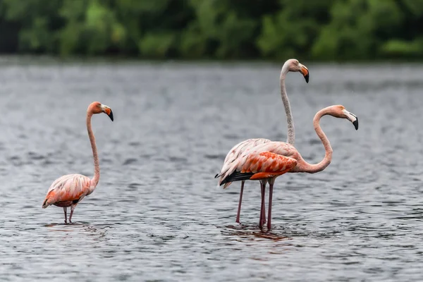 Flamingolar veya flamingolar Phoenicopteridae familyasından Phoenicopteridae familyasından bir kuş türü..