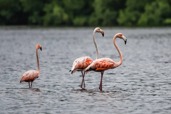 Flamingolar veya flamingolar Phoenicopteridae familyasından Phoenicopteridae familyasından bir kuş türü..