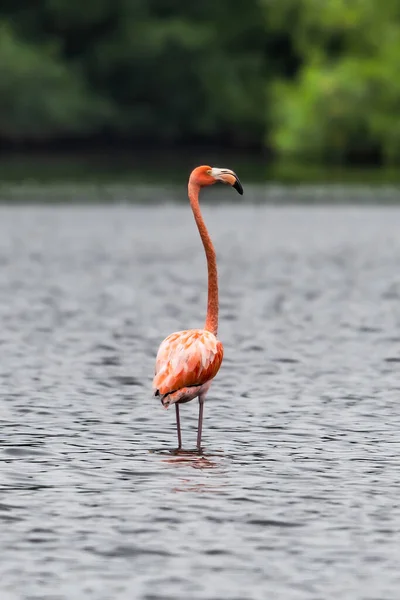 Flamingor Eller Flamingor Typ Vadande Fågel Familjen Phoenicopteridae Den Enda — Stockfoto