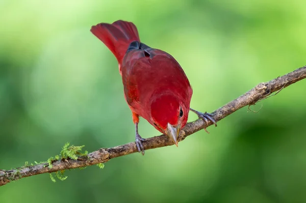 Czerwony Tanager Zielonej Roślinności Ptak Dużej Palmie Summer Tanager Piranga — Zdjęcie stockowe