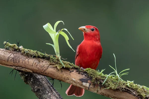 Yeşil bitki örtüsünde kırmızı tanjant. Büyük palmiyeli kuş. Summer Tanager, Piranga Rubra, doğadaki kırmızı kuş. Büyük yeşil palmiye ağacında duran tanjant. Doğal yaşamdan vahşi yaşam sahnesi