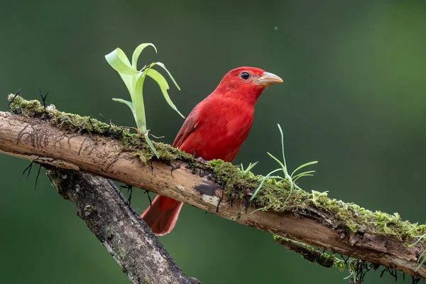 Yeşil bitki örtüsünde kırmızı tanjant. Büyük palmiyeli kuş. Summer Tanager, Piranga Rubra, doğadaki kırmızı kuş. Büyük yeşil palmiye ağacında duran tanjant. Doğal yaşamdan vahşi yaşam sahnesi