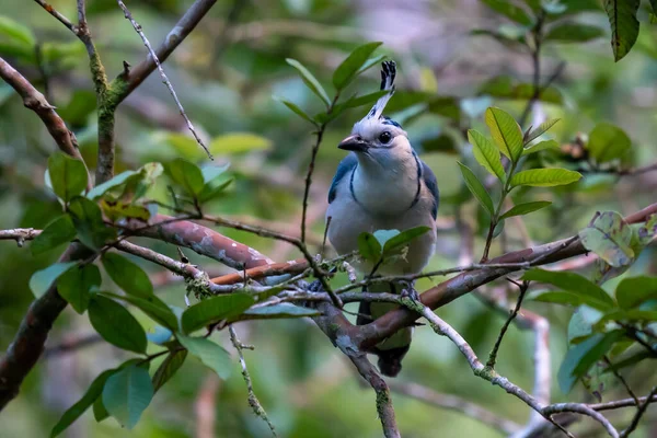 White Throated Magpie Jay Costa Rica — Fotografia de Stock