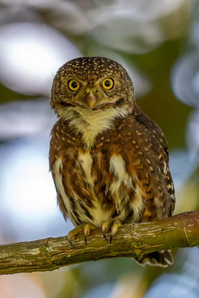 Pigme baykuşu, küçük baykuş (Glaucidium passerinum)