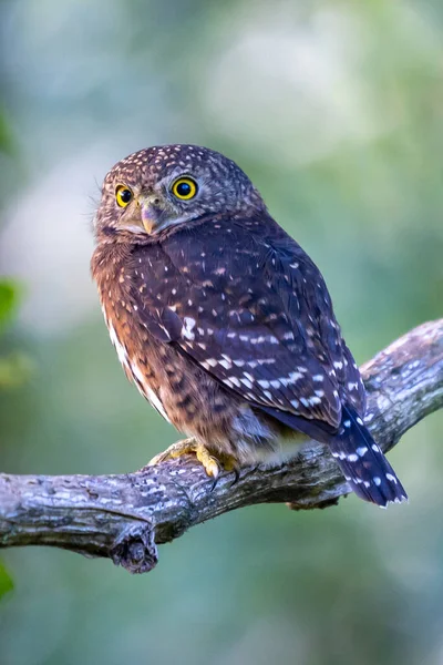 Pigme baykuşu, küçük baykuş (Glaucidium passerinum)