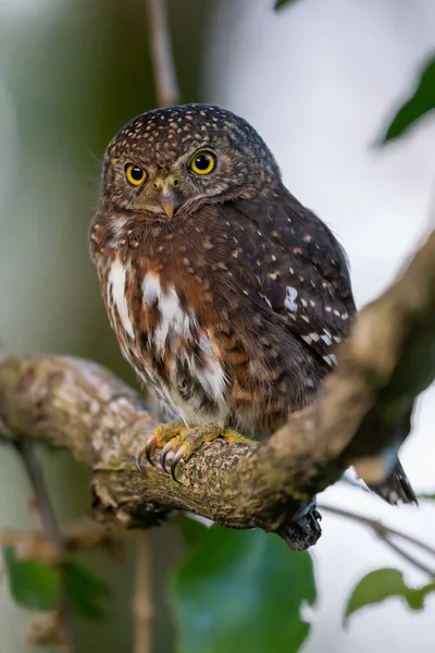 Pigme baykuşu, küçük baykuş (Glaucidium passerinum)