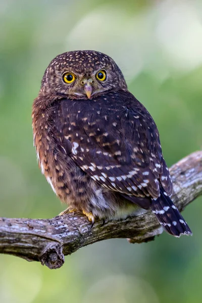 Pigme baykuşu, küçük baykuş (Glaucidium passerinum)