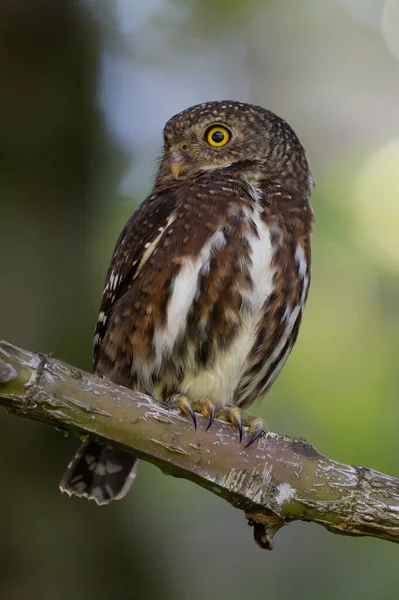 Pigme baykuşu, küçük baykuş (Glaucidium passerinum)