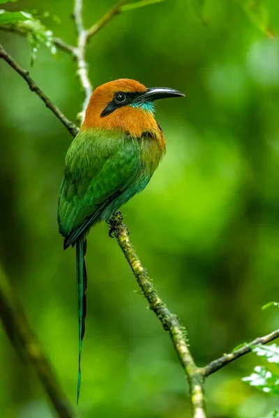 Turquoise-browed motmot - Eumomota superciliosa also Torogoz, colourful tropical bird Momotidae with long tail, Central America from south-east Mexico to Costa Rica
