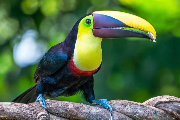 Açık gagalı kuş, Chesnut-mandiled Toucan tropikal yağmurda dalda oturuyor ve arka planda yeşil orman var. Doğadan vahşi yaşam sahnesi.
