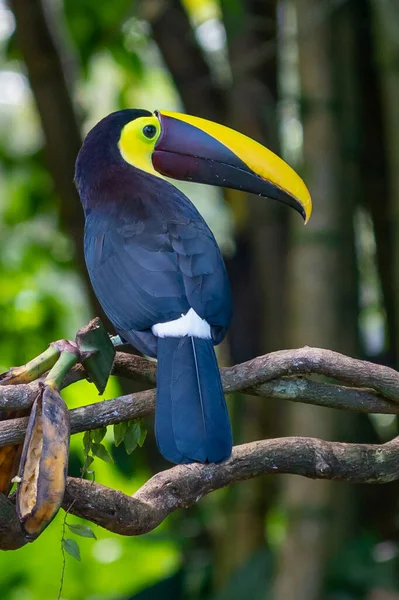 Açık gagalı kuş, Chesnut-mandiled Toucan tropikal yağmurda dalda oturuyor ve arka planda yeşil orman var. Doğadan vahşi yaşam sahnesi.