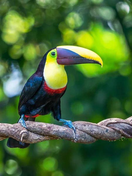 Açık gagalı kuş, Chesnut-mandiled Toucan tropikal yağmurda dalda oturuyor ve arka planda yeşil orman var. Doğadan vahşi yaşam sahnesi.
