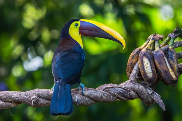 Bird Open Bill Chesnut Mandibled Toucan Sitting Branch Tropical Rain — Stock fotografie