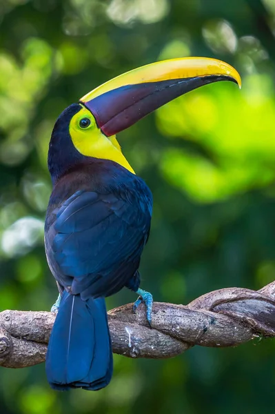 Açık gagalı kuş, Chesnut-mandiled Toucan tropikal yağmurda dalda oturuyor ve arka planda yeşil orman var. Doğadan vahşi yaşam sahnesi.