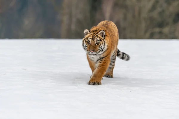 Siberische Tijger Loopt Sneeuw Mooie Dynamische Krachtige Foto Van Dit — Stockfoto