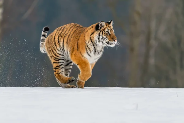 Siberian Tiger Running Snow Beautiful Dynamic Powerful Photo Majestic Animal — Stock Photo, Image