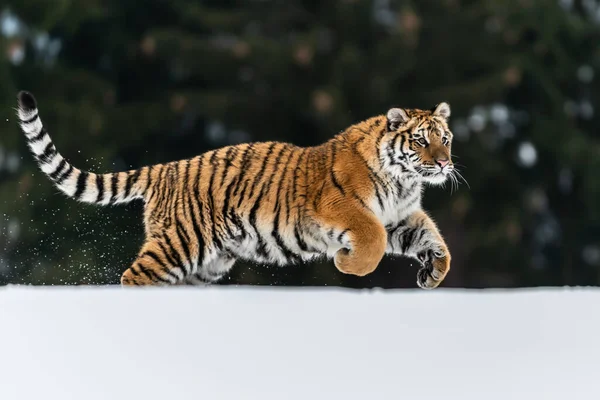 Сибірський Тигр Бігає Снігу Чудова Динамічна Потужна Фотографія Цієї Величної — стокове фото