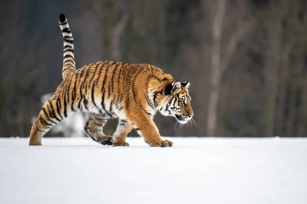 シベリアタイガー雪の中で実行されます この壮大な動物の美しく 動的で強力な写真 この素晴らしい動物のための典型的な環境に設定します バーチと牧草地 — ストック写真