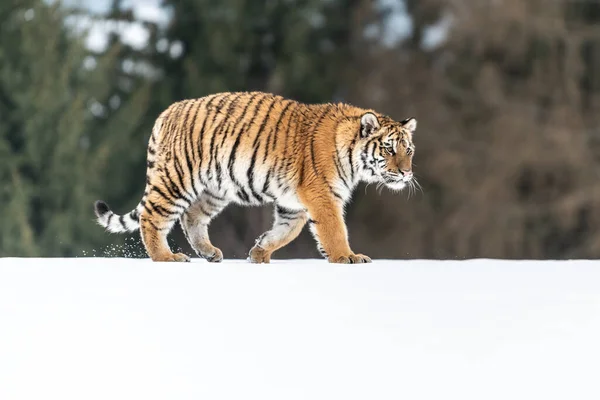 Tiger Wild Winter Nature Running Snow Action Wildlife Scene Dangerous — стоковое фото